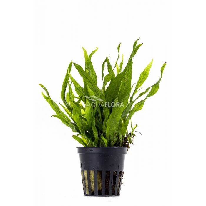 Microsorum pteropus Petit in vasetto - Aquaflora